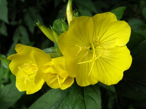 Evening Primrose (Oenothera tetragona) in June at Mine Falls Park in Nashua New Hampshire