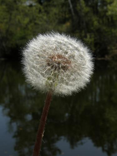 Dandelion seed head