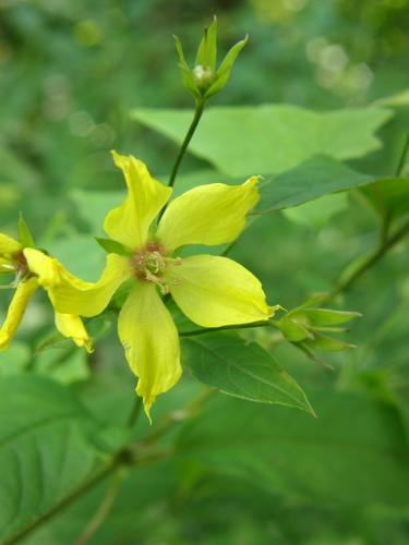 Yellow Loosestrife (Lysimachia punctata)