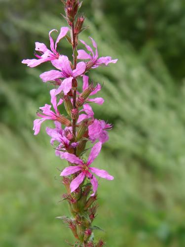 Purple Loosestrife flowers