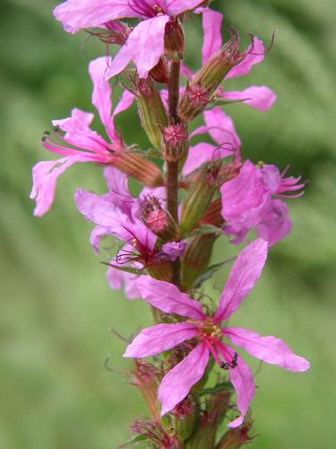 Purple Loosestrife flowers