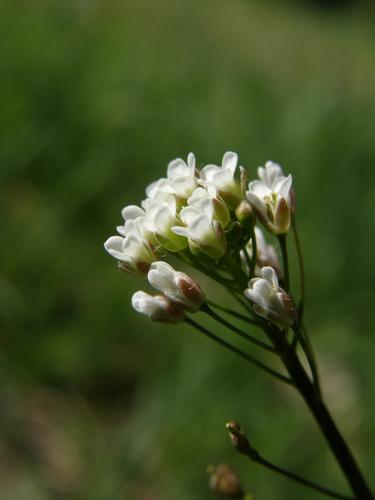 Shepherd's Purse (Capsella bursa-pastoris)