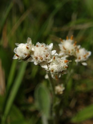 Plantain-leaved Pussytoes (Antennaria plantaginifolia)