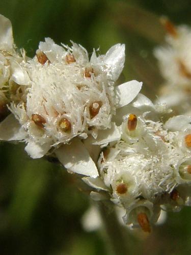 Plantain-leaved Pussytoes (Antennaria plantaginifolia)