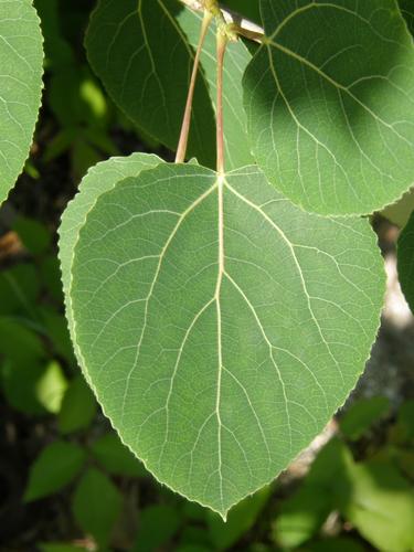 Quaking Aspen (Populus tremuloides)