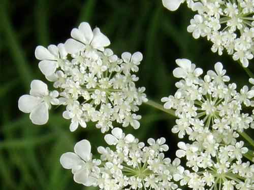 Queen Anne's Lace flower