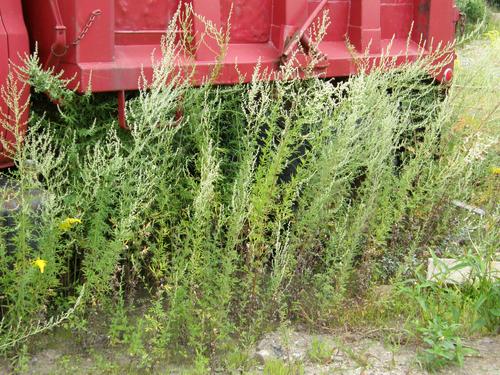 Common Ragweed habit