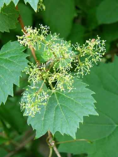 Riverside Grape (Vitis riparia)