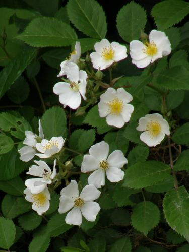 Multiflora Rose (Rosa multiflora)