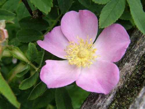 Virginia Rose (Rosa virginiana)