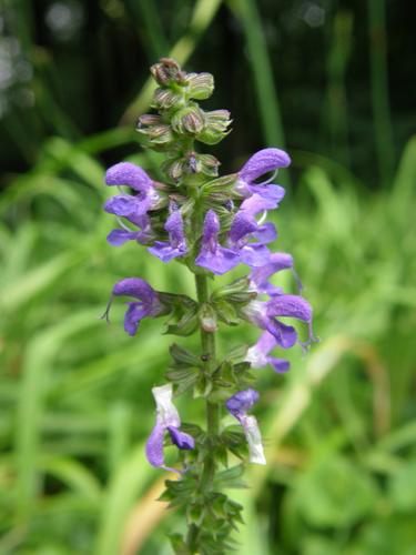 Perennial Salvia (Salvia nemorosa)