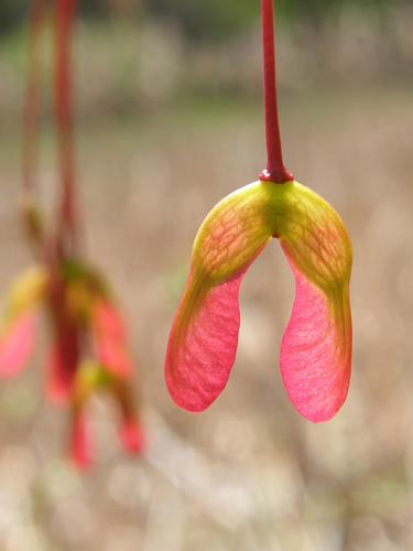 Red Maple (Acer rubrum) samara