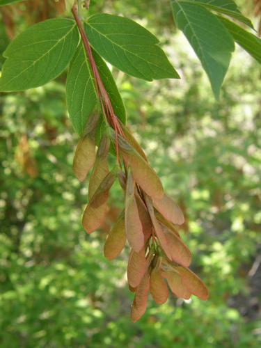 Box Elder samaras