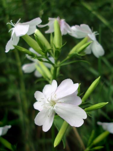 Bouncing Bet flowers