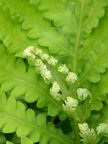 Sensitive Fern (Onoclea sensibilis)