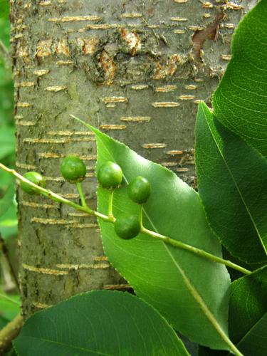 Black Cherry (Prunus serotina)