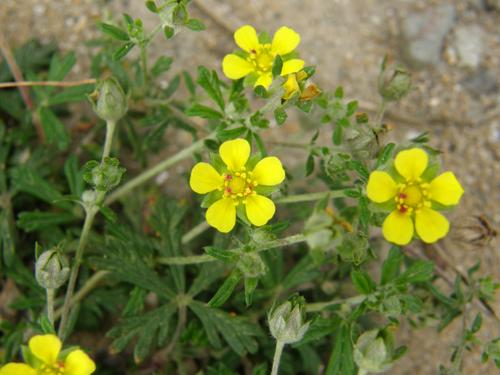 Silvery Cinquefoil (Potentilla argentea)