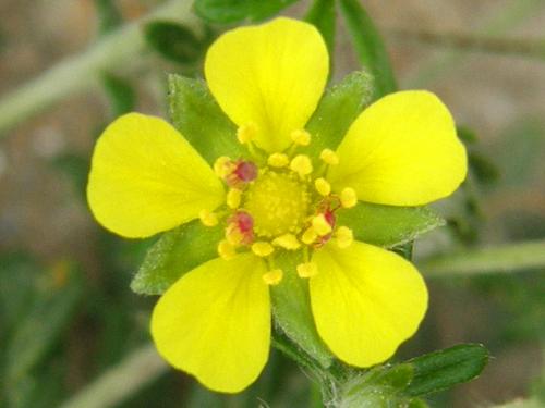 Silvery Cinquefoil (Potentilla argentea)