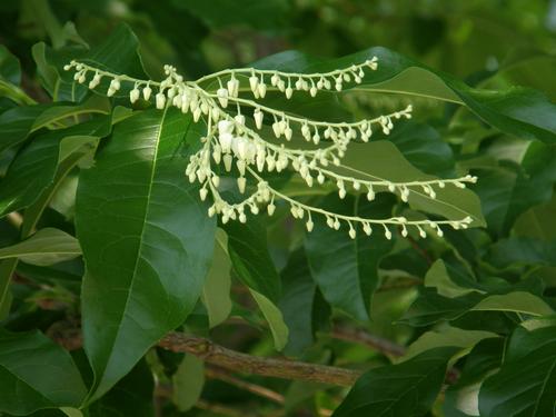 Sourwood (Oxydendrum arobreum)