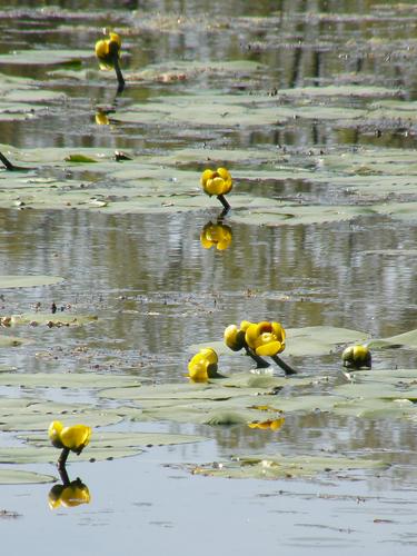 Yellow Pond Lily (Nuphar variegatum)