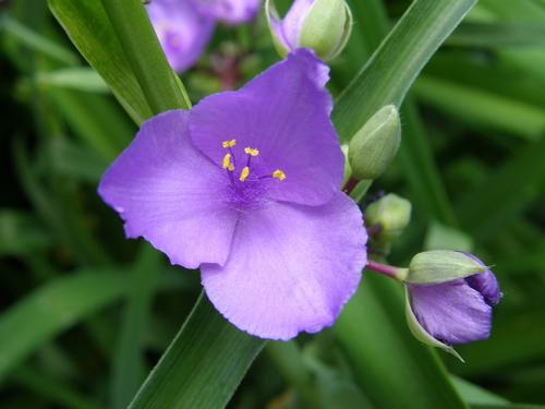 Smooth Spiderwort (Tradescantia ohiensis)