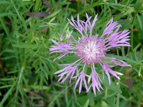 Spotted Knapweed (Centaurea maculosa)