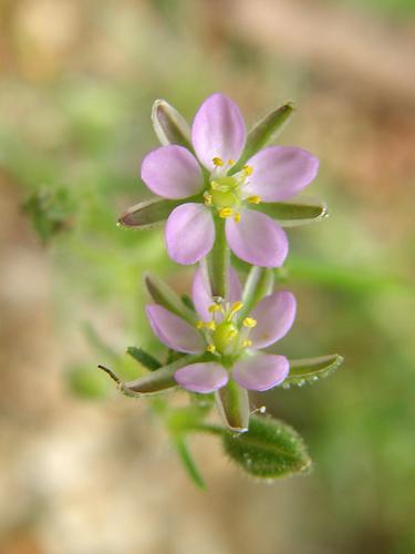 Salt-marsh Sand Spurry (Spergularia salina)