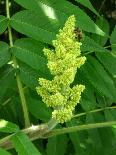 female flower of Staghorn Sumac (Rhus typhina)