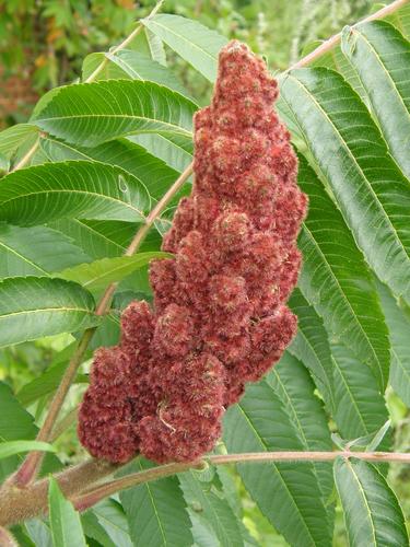 Staghorn Sumac flower