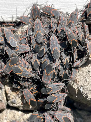 Boxelder Bugs (Boisea trivittata)