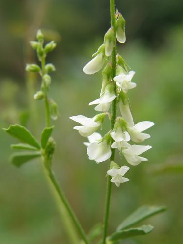 White Sweet Clover flowers