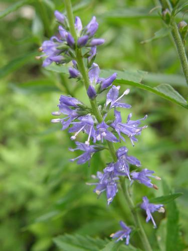 Speedwell (Veronica teucrium)