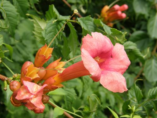 Trumpet Vine flower