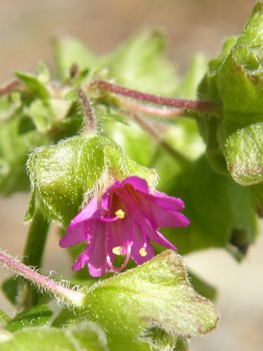 Umbrella-wort (Mirabilis nyctaginea)