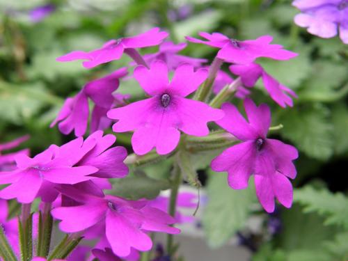 Verbena (Verbena x hybrida)