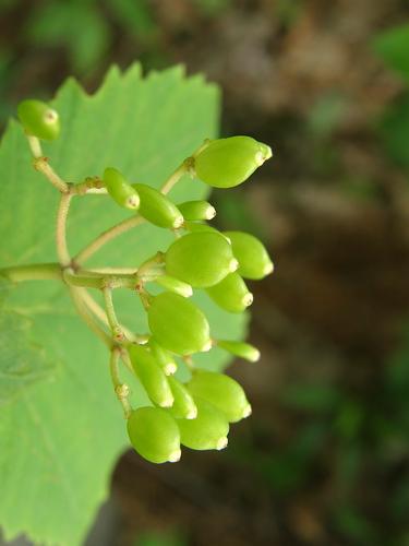 Mapleleaf Viburnum (Viburnum acerifolium