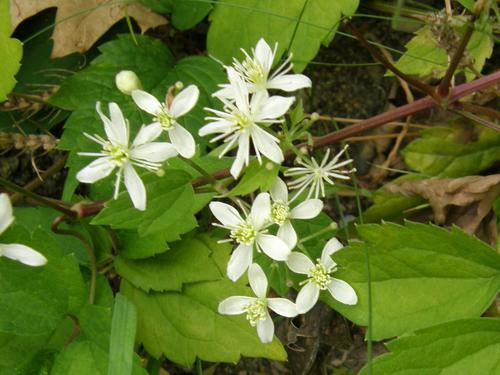 Virgin's Bower flowers