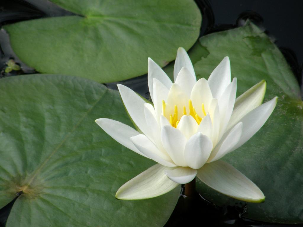 Fragrant Water-Lily (Nymphaea odorata) in August at Mine Falls Park in Nashua, New Hampshire