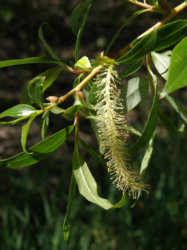 White Willow in flower (Salix alba)