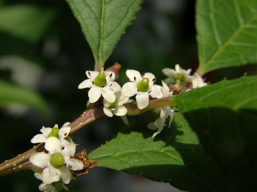 Common Winterberry (Ilex verticillata)