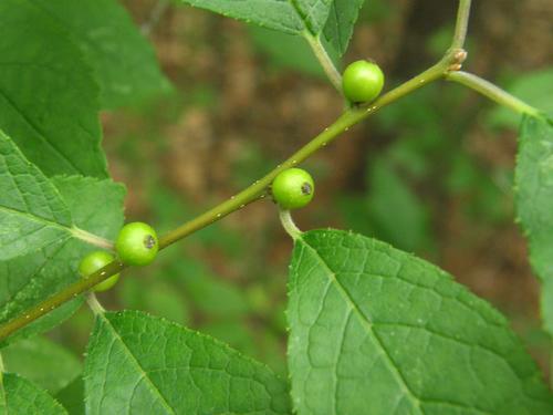 Common Winterberry berries