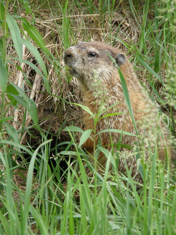 Woodchuck (Marmota monax) at Mine Falls Park in Nashua, New Hampshire