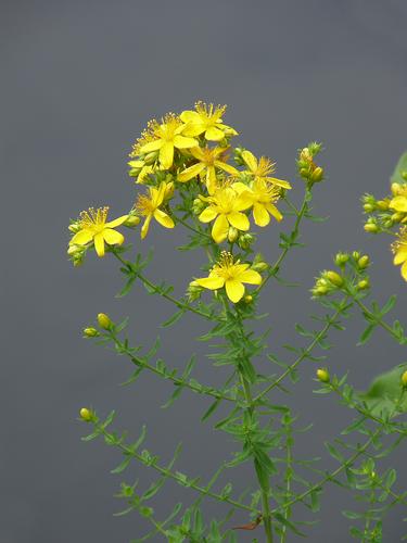 Common St. John's Wort (Hypericum perforatum)