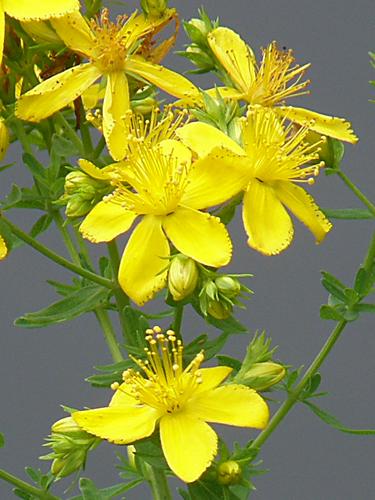 Common St. John's Wort (Hypericum perforatum)