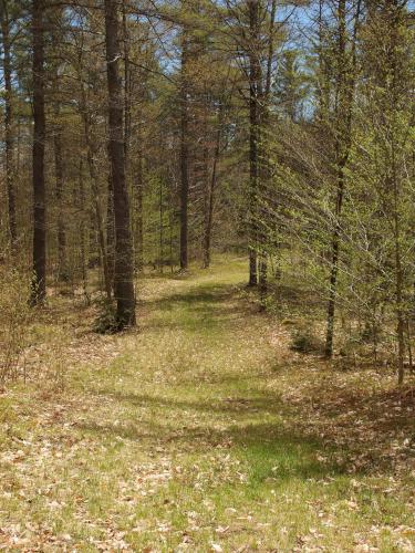 trail at Miriam Forest near Rindge in southern New Hampshire