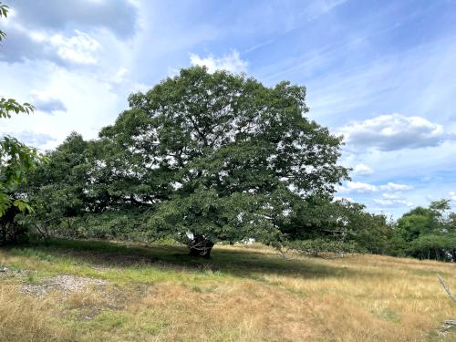 huge oak tree in July on Misery Island in northeast MA