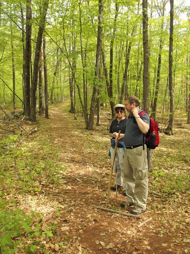 hikers on the way to Mount Misery in New Hampshire