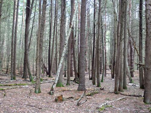 late winter woods