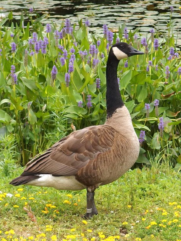 a flock of geese at Perkins Pond near Mount Misery in southern New Hampshire