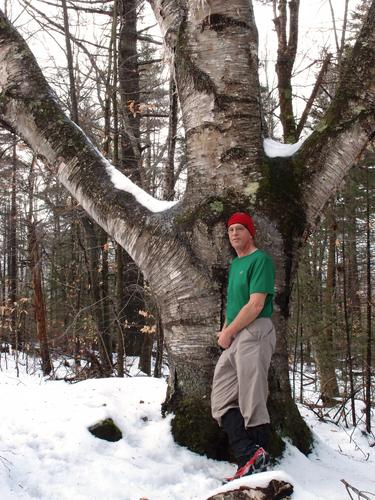 hiker and big trailside birch on the way to Mount Mist in New Hampshire